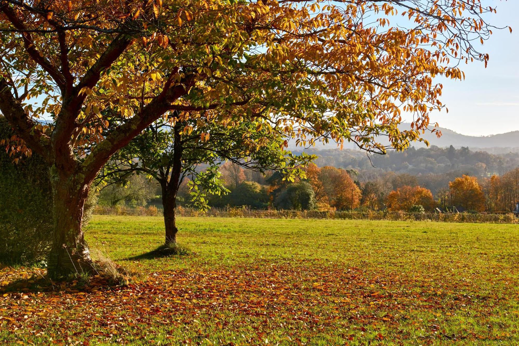 Garden Flat Near Goodwood With Stunning Views Apartment ปีเตอร์สฟิลด์ ภายนอก รูปภาพ